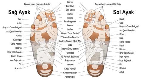 ayak parmakları hangi organı temsil eder